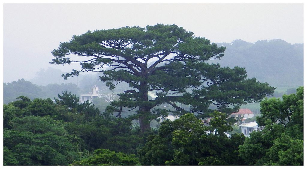 ryukyu-pine